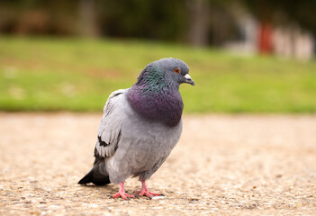 Obraz premium homing pigeon, or rock dove, with beautiful purple and green colours on the neck, found at a park in Adelaide, South Australia