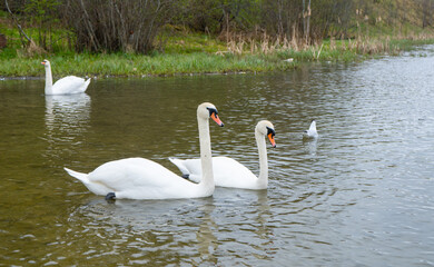 Swans in water. White swans. Beautiful white swans floating on the water. selective focus. High quality photo