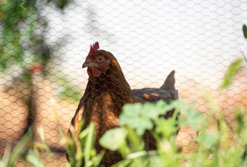 Orange chiken behind a mesh chicken wire - netting outdoors 