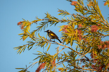 New Holland honey eater bird perched on a tree branch in bright sunlight