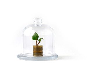 Coins with a green sprout under a glass cover. Business concept. Bank. Money growth.
