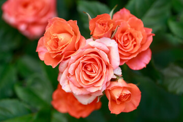 orange roses bloom
