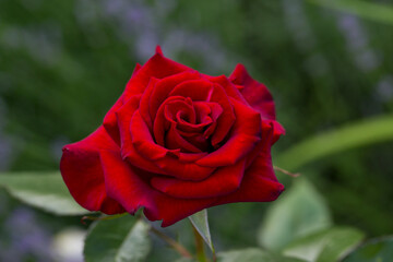 Red rose bloom