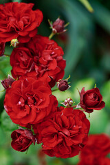Red roses bloom
