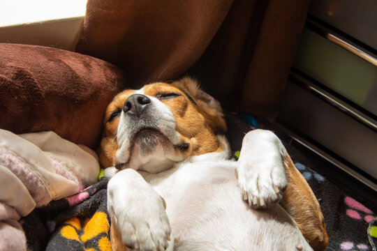 perro beagle en la ciudad y en casa muy feliz
