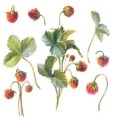 Wild strawberry branches and leaves set. Hand drawn watercolor illustration on white background