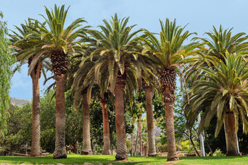 Fototapeta na wymiar Group of palm trees in Parque La Granja in Santa Cruz de Tenerife. Canary Islands.