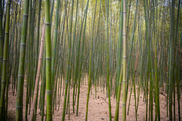 Fototapeta premium Bamboo forest in Shaolin monastery, Hunan, China. Copy space for text, wallpaper, background