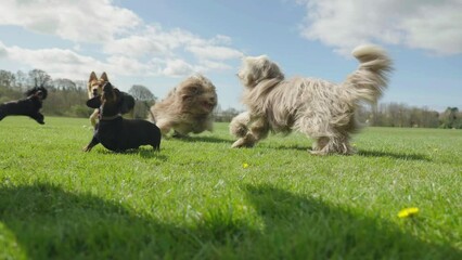 A man and his 5 dogs in slow motion including a dachshund, cocker spaniel, a german shepherd and two bearded collies playing and running in nice weather at a local park - Powered by Adobe
