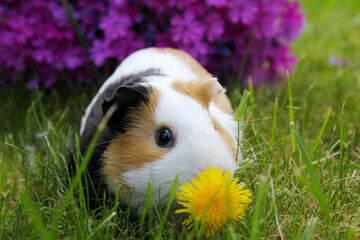 Guinea pig with dandelion and purple flower - 599231934