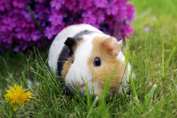 Guinea pig with dandelion and purple flower - 599231949