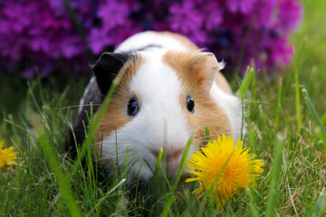 Guinea pig with dandelion and purple flower - 599231950