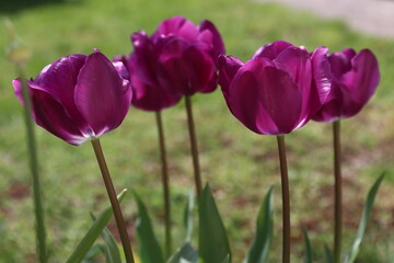 tulips in the spring sunlight