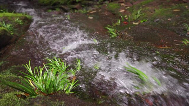 The clear stream in the valley flows down from mossy stones