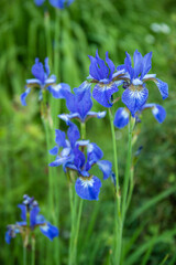 Fototapeta na wymiar Garden with beautiful water iris flowers