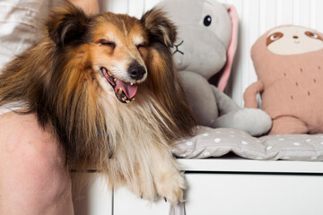 Portrait of the Adorable aged Miniature Sheltie dog sitting near its owner.