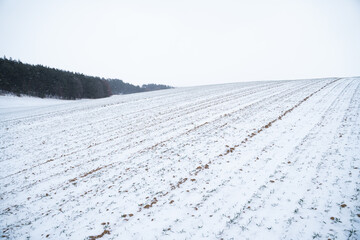 Fototapeta na wymiar Landscape of wheat field covered with snow in winter season. Agriculture process with a crop cultures.