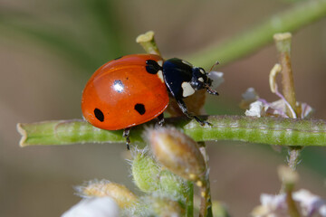Seven-spot ladybird (Coccinella septempunctata) on a plant