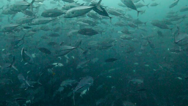 Under Water Film - Thailand - In the middle of a large school of Big Eye Mackerel fish
