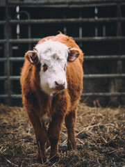 The wild nature of Latvia, a nature park by the lake where cows graze. Cows live outdoors