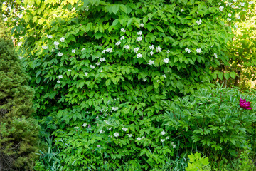 Bush of jasmine with white flowers in a garden