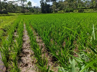 Fototapeta premium The rice plant or known as Oryza sativa and 