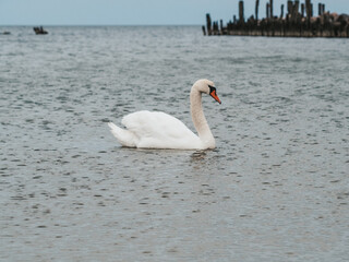 The nature of Latvia, the Gulf of Riga, a beautiful white swan is swimming