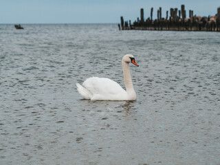 Fototapeta na wymiar The nature of Latvia, the Gulf of Riga, a beautiful white swan is swimming
