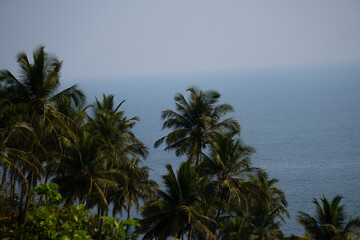 Palm trees in front of the blue sea at Goa in India. Palm trees in front of the blue ocean at tropical island. Tropical island background with copy space. Palm Trees move in front of sea due to wind.
