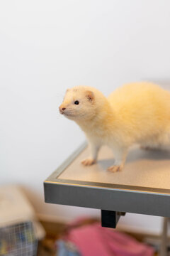 Un furet sur une table d'observation d'un v&eacute;t&eacute;rinaire