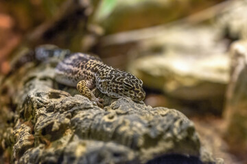 Common leopard gecko sleeping on tree in terrarium. Cute Eublepharis macularius napping, selective focus