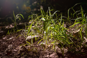 The picture shows sunlight shining through trees onto the green grass in a forest. It looks peaceful and pretty.