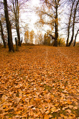 Bright yellow trees and grass and sky a cloudy day. Autumn landscape. Beauty of nature is around us.