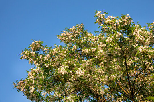 Acacia tree white flowers blooming against blue sky