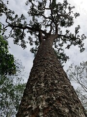 Fototapeta premium nature of velvet tamarind