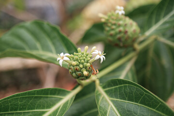 Young noni fruit with flower in it