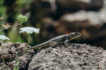 Large lizard on a rock on a sunny day, in Byblos, Lebanon