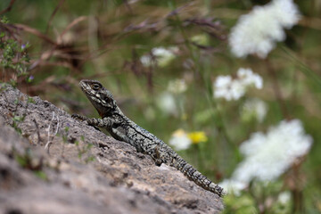 Large lizard on a rock on a sunny day, in Byblos, Lebanon
