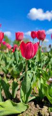 Close-up view of red tulip flowers growing on flowerbed in a sunny day. Clear blue sky with few clouds. Soft focus. Vertical photography. Copy space. Flower business theme.