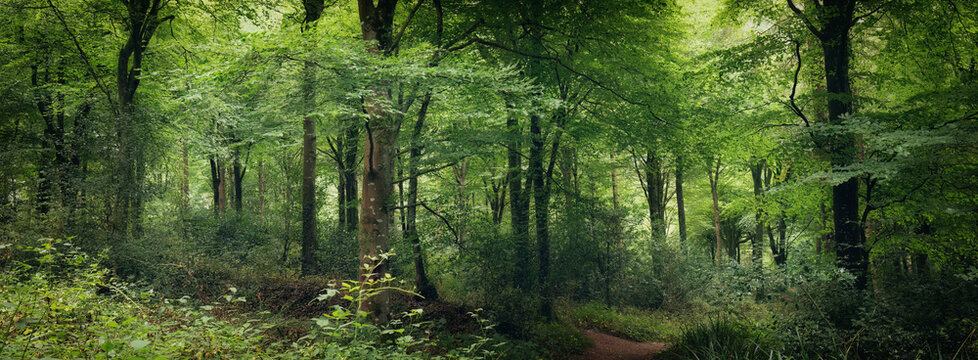 Idless woods near Truro Cornwall England uk 