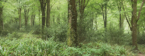 Fototapeta na wymiar Idless woods near Truro Cornwall England uk 
