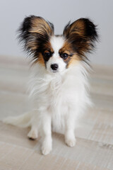 Tricolor papillon puppy sitting on floor at home