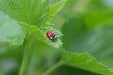 coccinelle rouge sur une feuille verte dans un jardin en france. insectivore