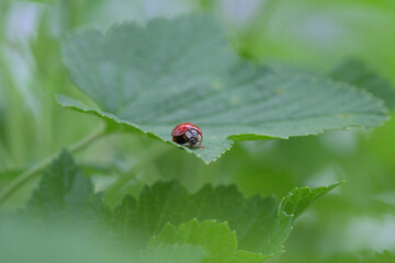 coccinelle rouge sur une feuille verte dans un jardin en france. insectivore