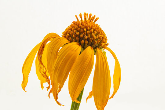 Uma flor de girassol murcha com fundo branco.