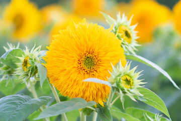 夏の黄色いヒマワリ