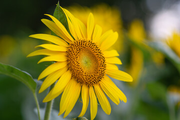 Fototapeta premium 夏の黄色いヒマワリ