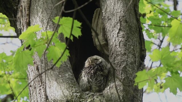 Slow motion video: Thrush Fieldfare douses an owl with a large cloud of its droppings. Tawny or Brown Owl (Strix aluco)