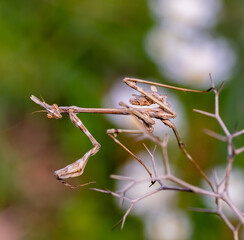 A vertical closeup of the Empusa fasciata on a plant