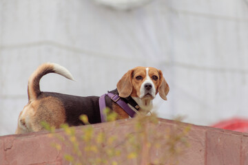 very cute beagle puppy sleeping in a park